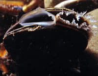 Filter Feeder: mussel